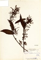 藏品(虎杖)的圖片